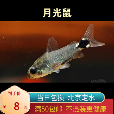 月光鼠除藻工具鱼北京小型草缸观赏鱼淡水耐养精灵鼠群游南美底层