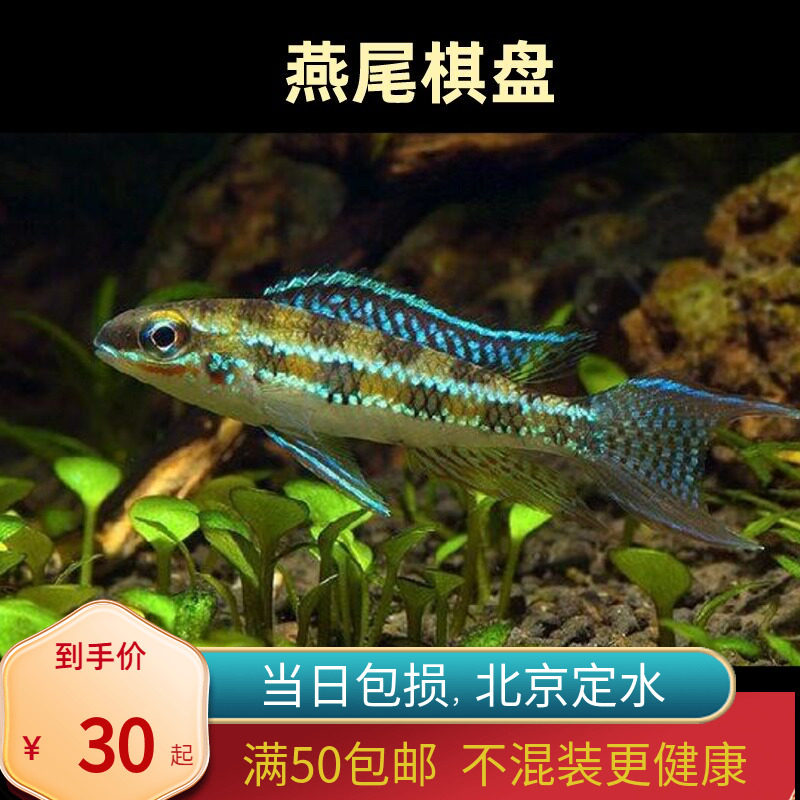 燕尾棋盘短鲷进口南美稀有小型灯鱼群游可混养北京高端原生