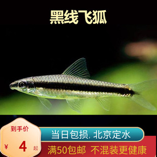 黑线飞狐黑藻小猴飞狐清缸除藻工具鱼北京包邮鼠鱼观赏鱼动淡水鱼