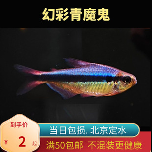 幻彩青魔鬼灯鱼蓝缎带小型南美稀有高端鱼草缸群游灯科鱼北京皇后