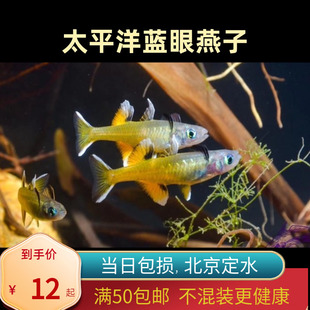 太平洋蓝眼燕子银汉北京小型草缸观赏鱼新郎官鱼耐养热带鱼群游