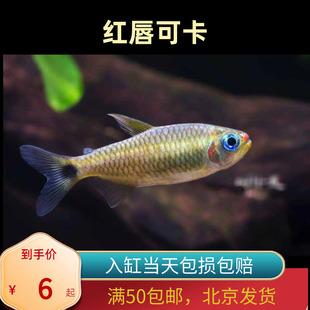 红唇可卡南美高端北京小型草缸观赏鱼淡水新手耐养热带鱼群游南美