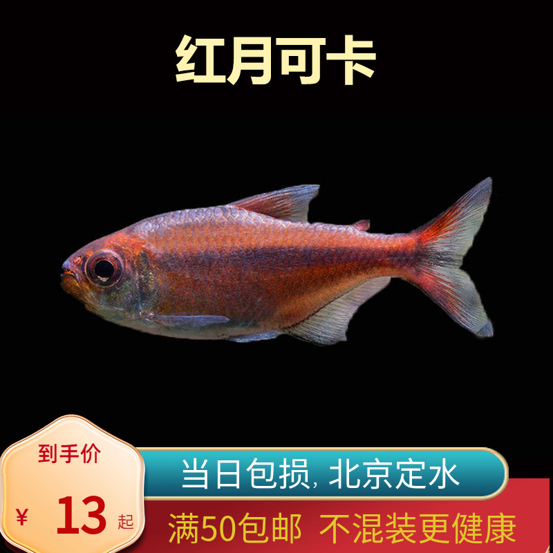 红月可卡南美高端北京小型草缸观赏鱼淡水新手耐养热带鱼群游南美