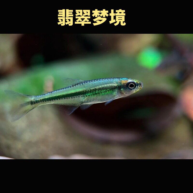 翡翠梦境灯鱼小型灯鱼热带鱼南美高端草缸鱼观赏鱼北京嘟嘟水族