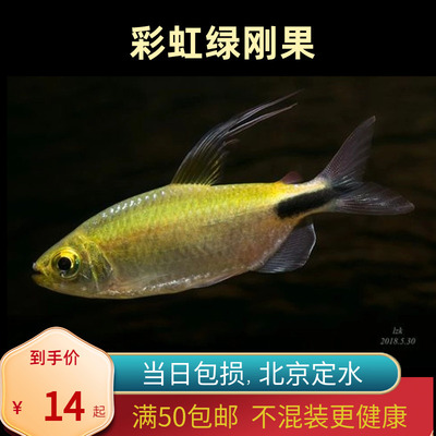 彩虹绿刚果灯鱼非洲北京小型草缸观赏鱼淡水新手热带鱼群游