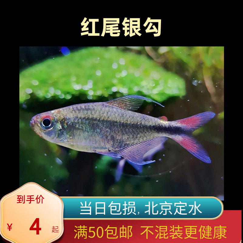 红尾银勾银钩旗鱼南美进口白金高端灯科鱼淡水鱼草缸群游鱼北京