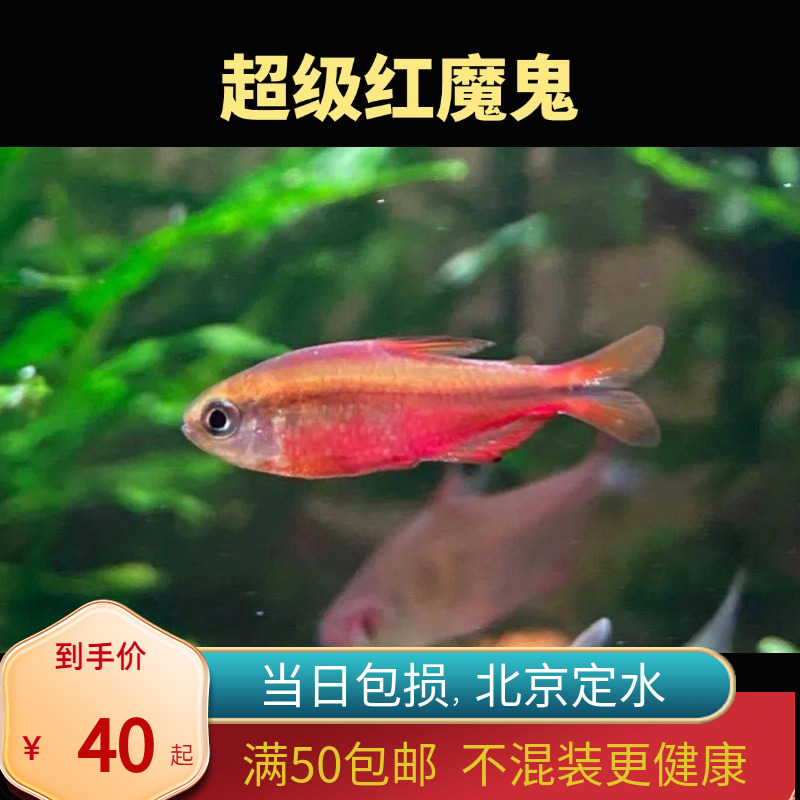 超级红魔鬼灯鱼超级黄魔鬼灯天青血红缎带高端缸小型热带灯鱼北京