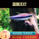 蓝国王灯兰帝王北京小型草缸观赏鱼淡水新手耐养热带鱼群游南美