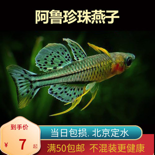 阿鲁珍珠燕子北京小型草缸观赏鱼淡水新手耐养热带鱼南美