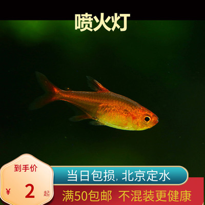 超级喷火灯鱼小型北京发货
