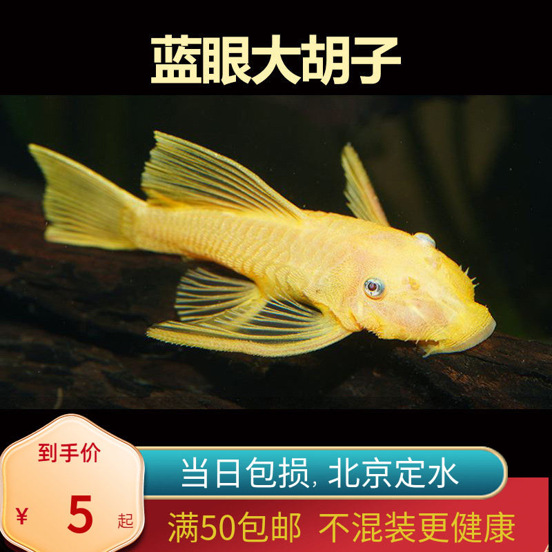 胡子大帆黄金工具鱼北京小型草缸动耐养热带鱼清缸除藻蓝眼红眼