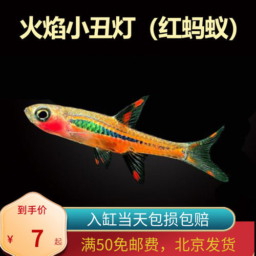 火焰小丑灯红蚂蚁一线观赏鱼热带鱼草缸群游鱼稀有小型观赏鱼北京
