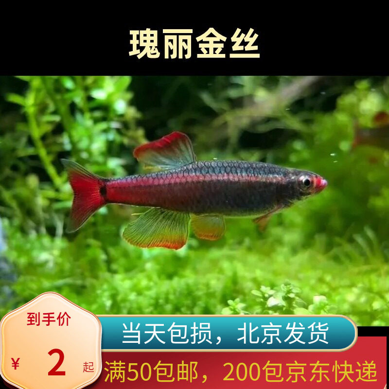 瑰丽金丝鱼白云小型唐鱼冷水鱼观鱼