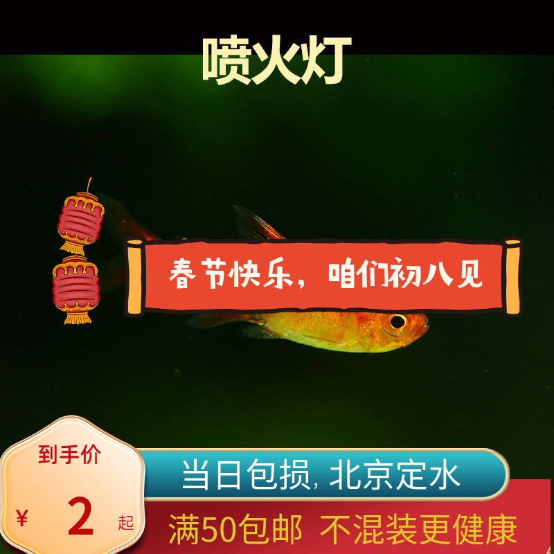 超级喷火灯鱼北京小型草缸观赏鱼淡水新手耐养热带鱼群游南美