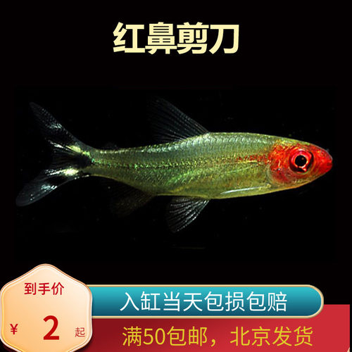 红鼻剪刀群游灯鱼北京发货