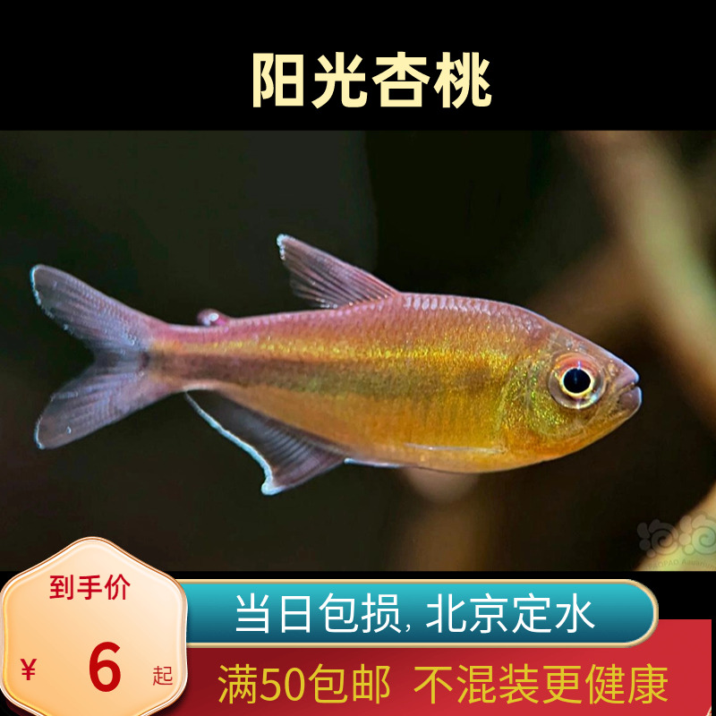 阳光杏桃灯子高端北京小型草缸观赏鱼淡水新手耐养热带鱼群游南美