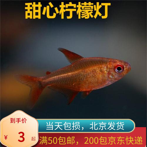 甜心柠檬灯鱼巴西南美灯鱼超级甜心北京热带观赏水草缸群游活体