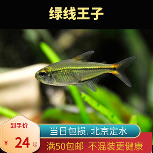 绿线王子灯鱼梅塔高端稀有品种热带观赏鱼小型灯科水草缸北京