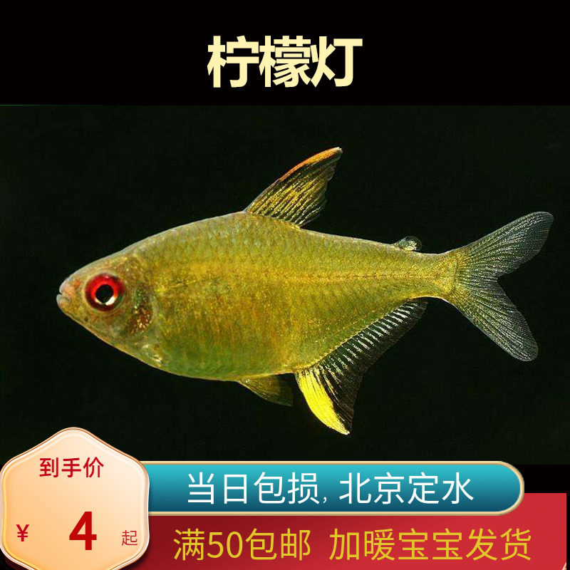 柠檬灯鱼翅入门北京小型草缸观赏鱼淡水超级耐养热带鱼群游南美