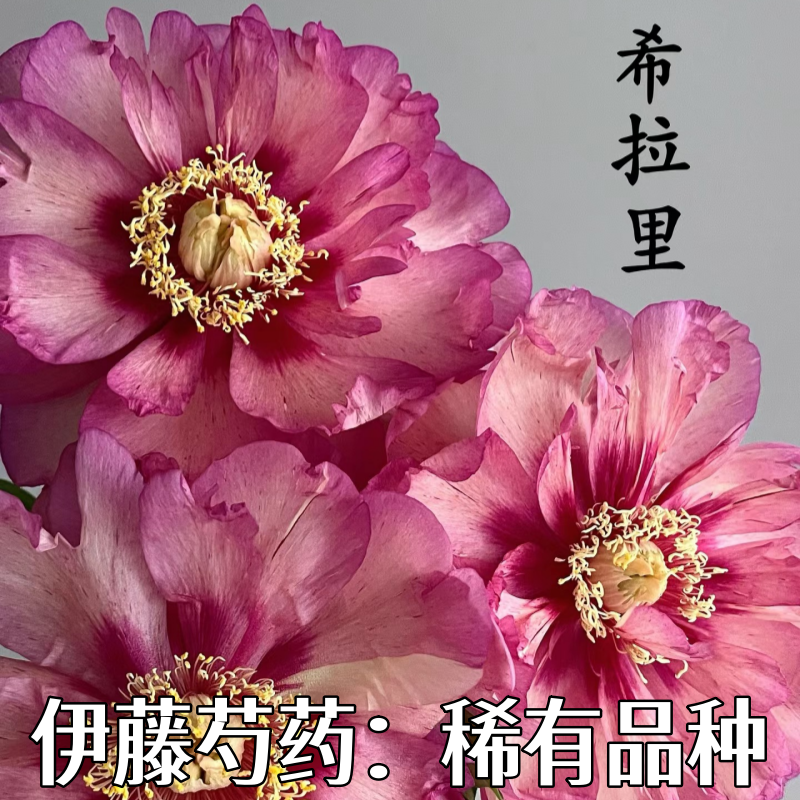 伊藤芍药花苗进口杂交稀有新品种