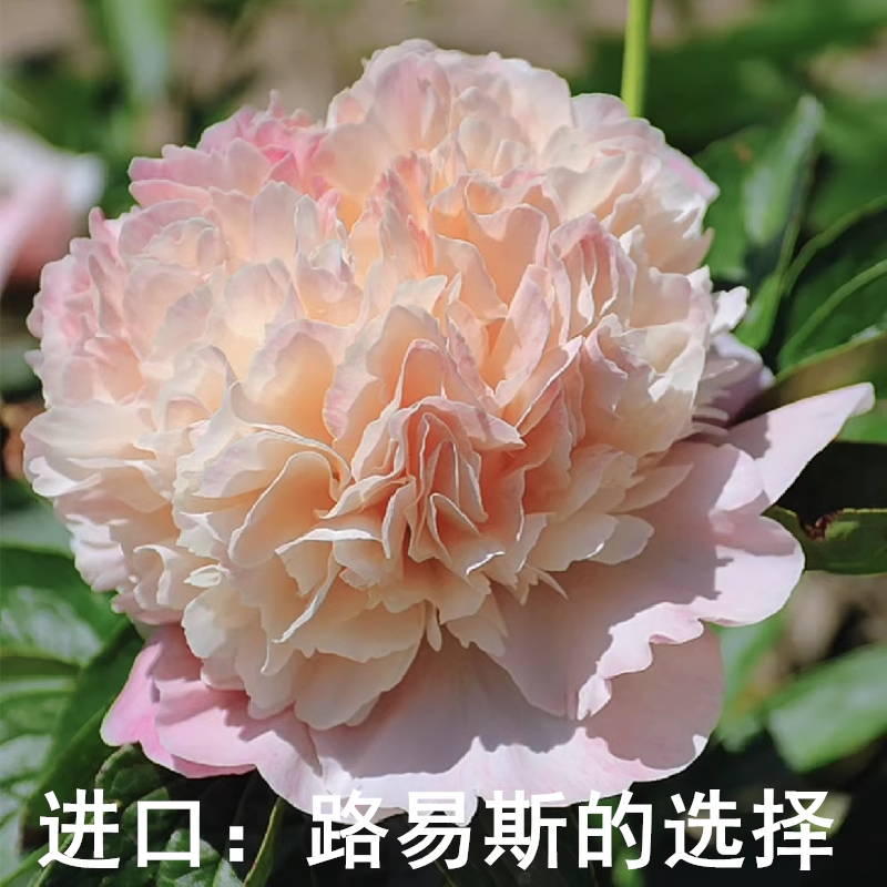 进口芍药路易斯的选择好养耐寒