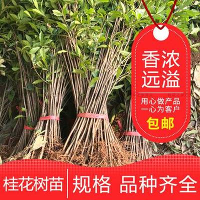 。植树节小树苗庭院公司学校单位3.12活动种植桂花树地栽绿化金桂