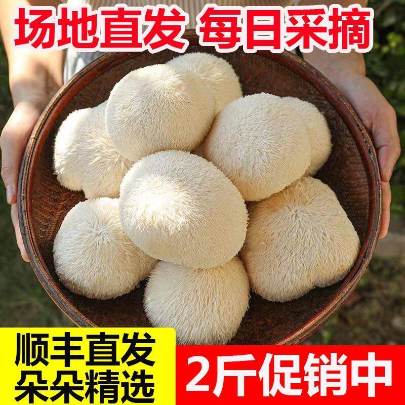 顺丰包邮古田鲜活猴头菇煲汤