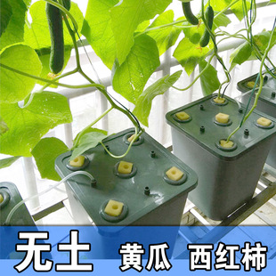阳台无土栽培花盆水培果菜番茄西瓜瓜果类静水培设备黄瓜种植桶箱