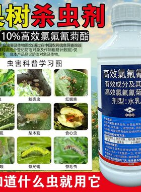 高效氯氟氰菊酯10%菜青虫小菜蛾