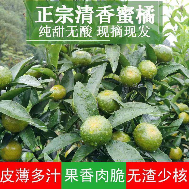 包邮广西清香橘9斤桂林蜜桔纯甜无酸皮薄茶桔子水果当季整箱批发