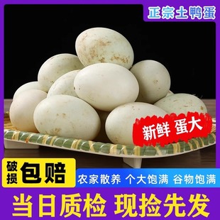 正宗散养生鸭蛋土鸭蛋农家湖区新鲜现捡笨鸭蛋草鸭蛋新鲜农村批发