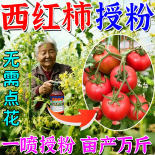 西红柿专用授粉药免点花沾花保花保果药喷花专用药番茄授粉坐果灵