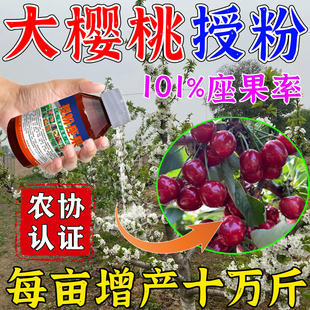 大樱桃授粉专用药神器车厘子授粉坐果精樱桃花粉保花保果药防落果