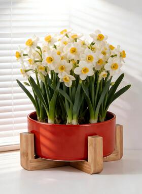 红色复古陶瓷花盆高级感轻奢水培绿植盆栽大口径阳台桌面花盆无孔