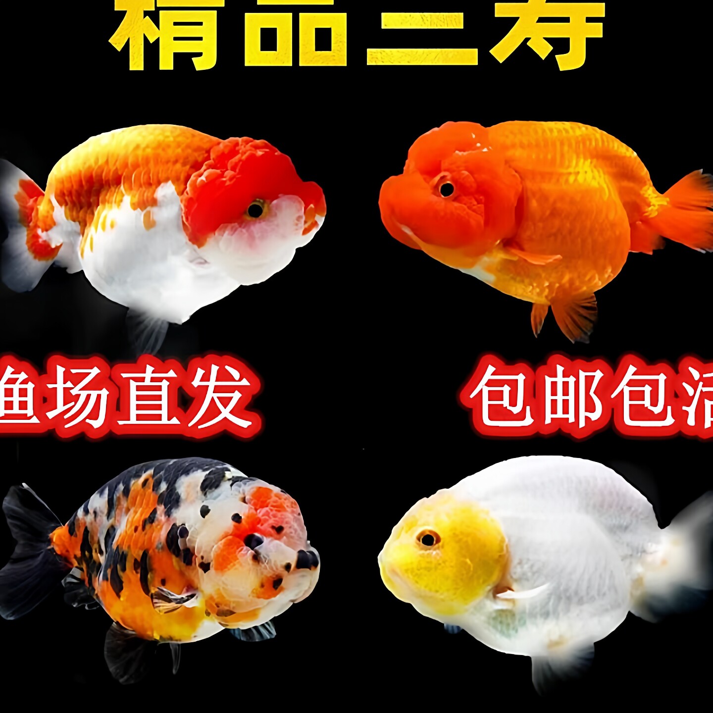 兰寿金鱼冷水淡水鱼活体观赏鱼