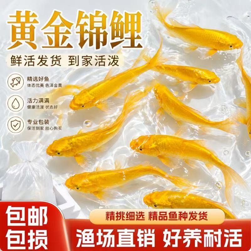 招财黄金锦鲤鱼活鱼冷水淡水鱼好养耐活新手包邮