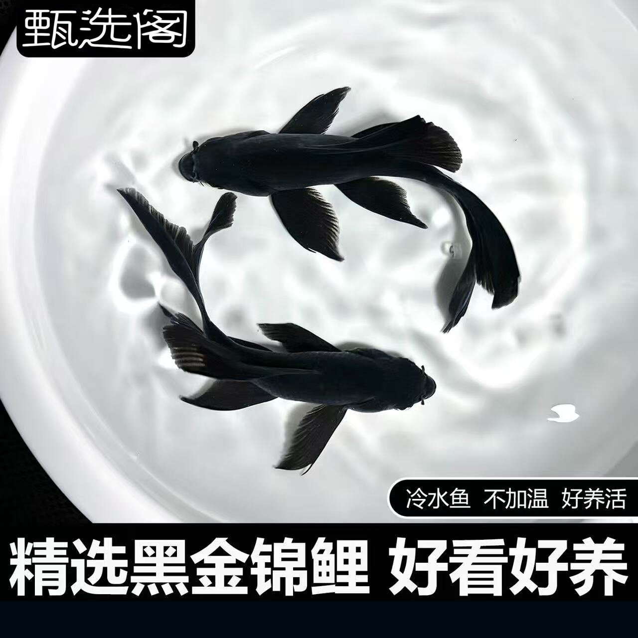 精品黑金锦鲤幼鱼淡水观赏鱼冷水鱼不加温好养活