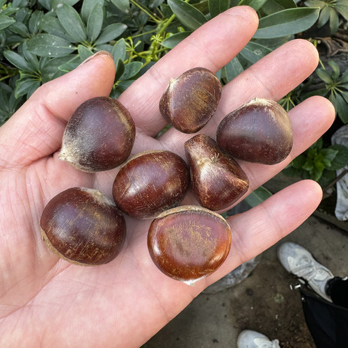 金寨野生栗子小栗子2025年新上市新鲜老树油栗子产地直发毛栗子