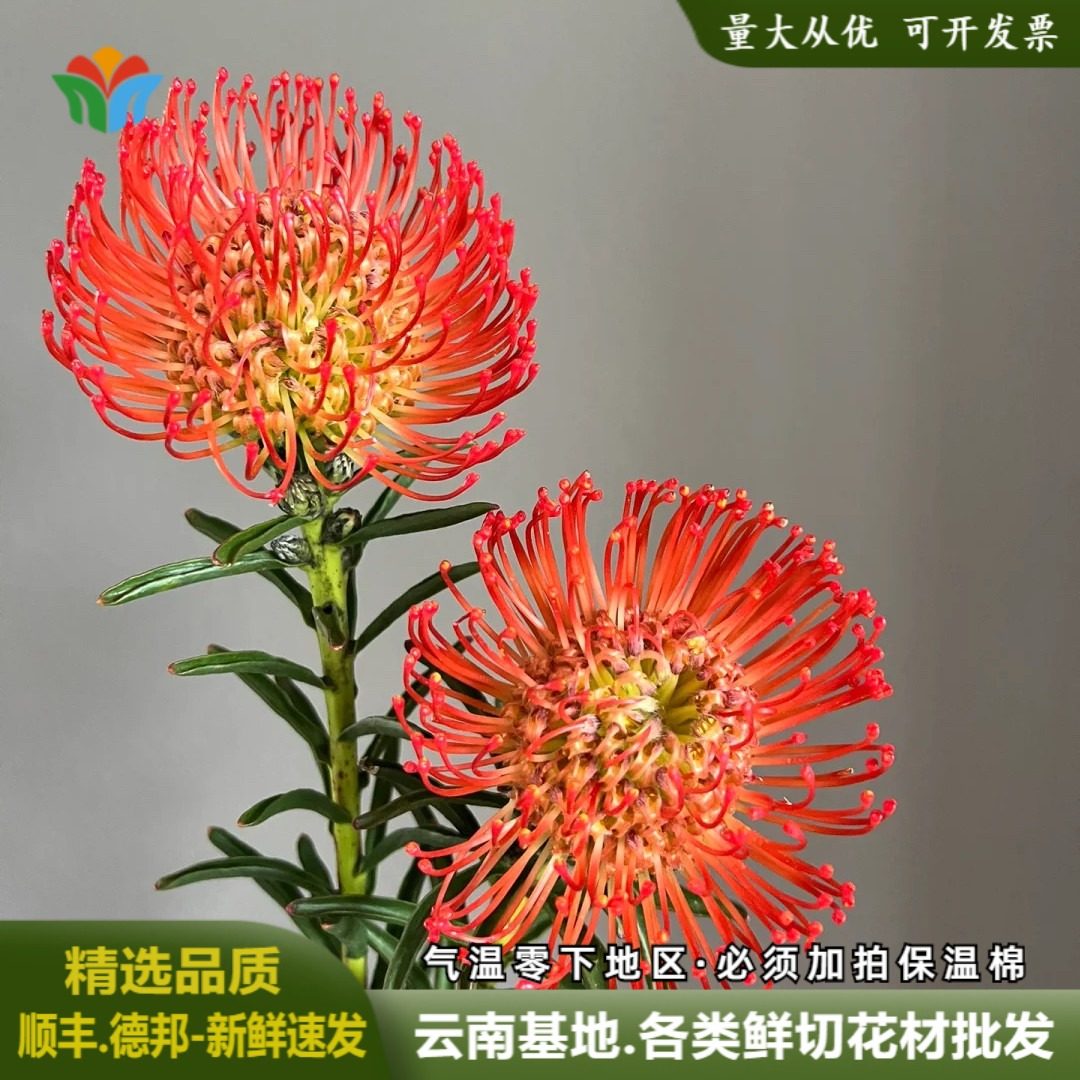 进口针垫花鲜切花南非小众高级花材风轮花云南直发针包花可做干花,鲜花速递/花卉仿真/绿植园艺,花材,淘宝优惠券,粉丝福利购,淘宝优惠卷