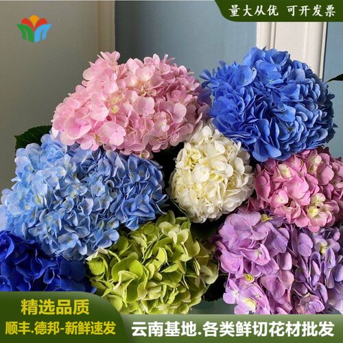 绣球花鲜花云南基地直批