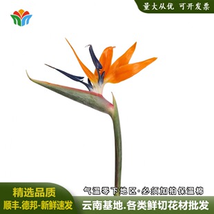 新鲜鹤望兰鲜切花天堂鸟富贵鸟黄金鸟活动布置鲜花高端婚庆花材
