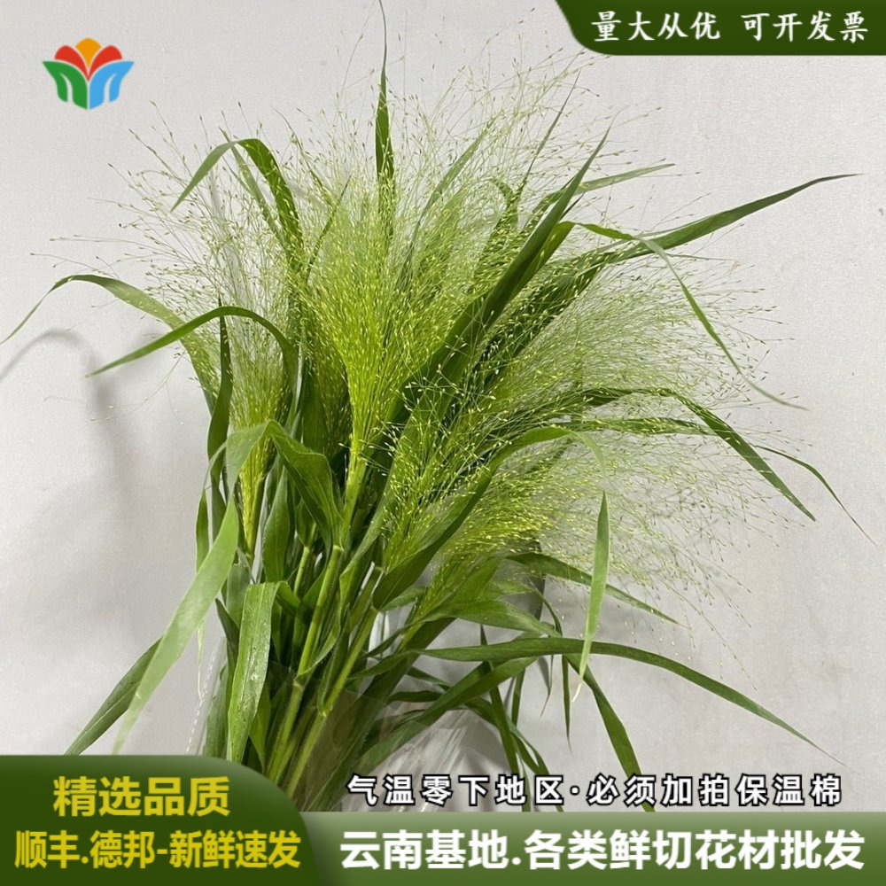 新鲜喷泉草鲜花云南直发网红配花配草搭配花束婚庆活动用花花材