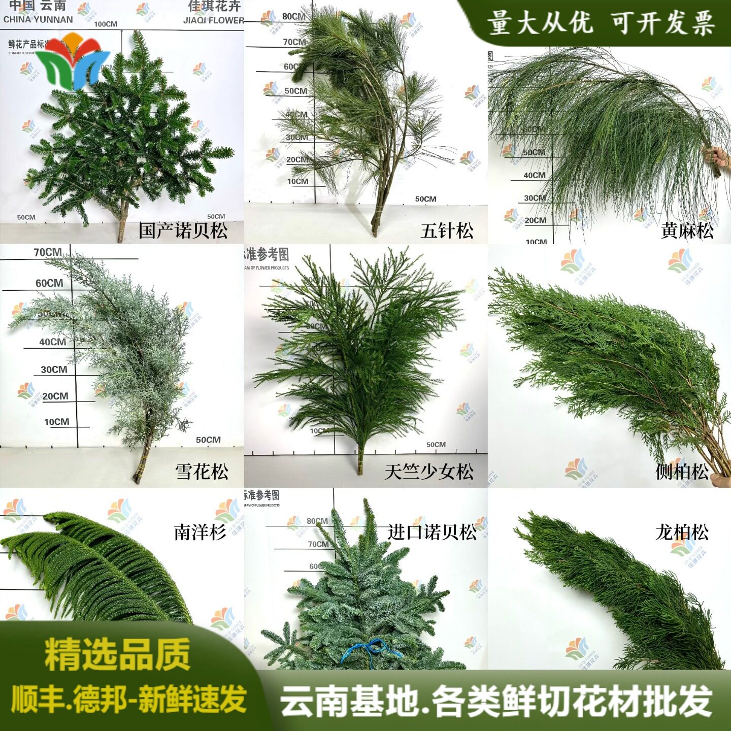 新鲜圣诞节日布置花材进口诺贝松雪花松天竺少女松龙柏松鲜花云南