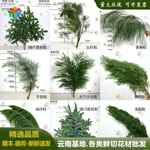 鲜花松枝圣诞节松树水养花材