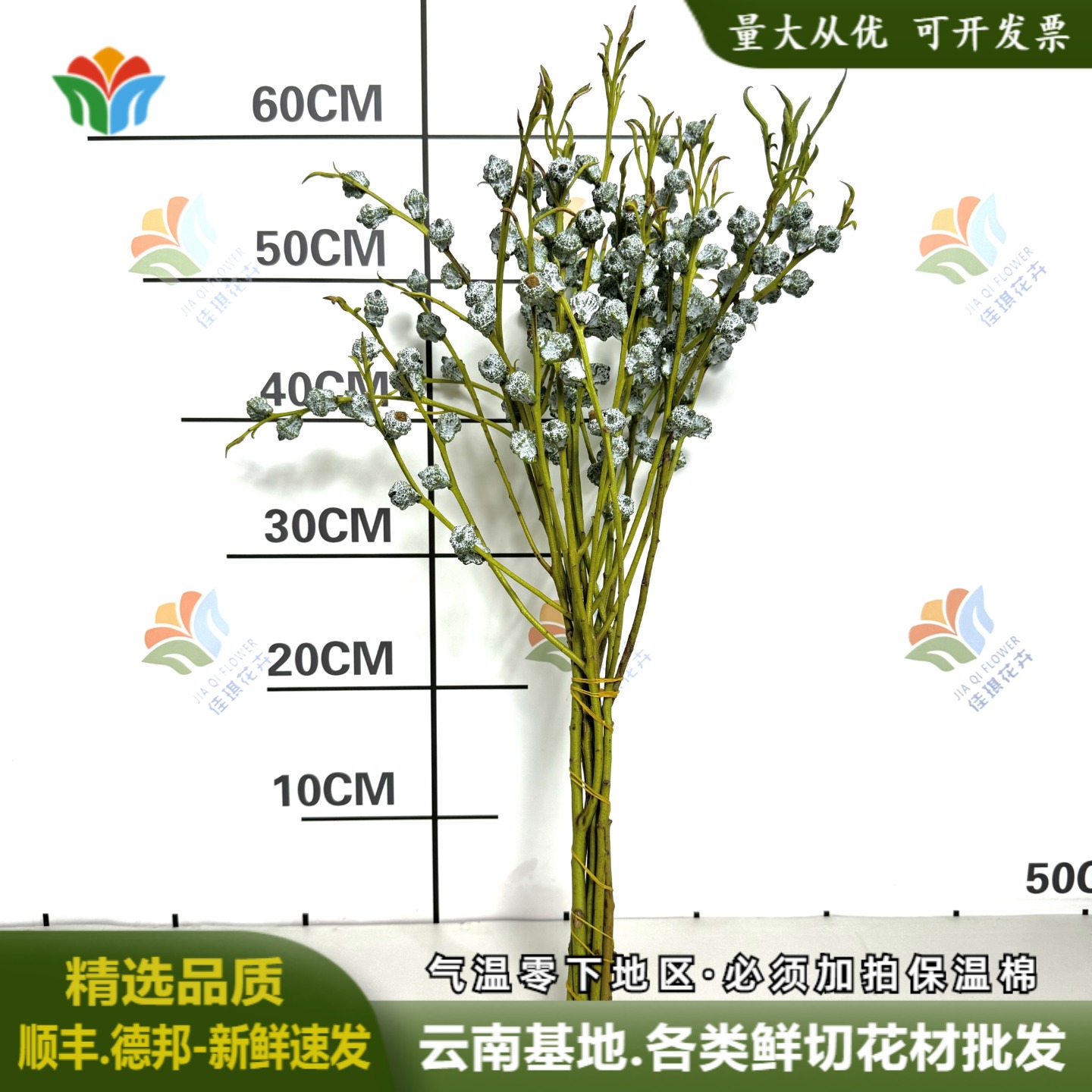 新鲜尤加利果鲜切枝云南基地直发桉树果家庭小众花材可自然做干花