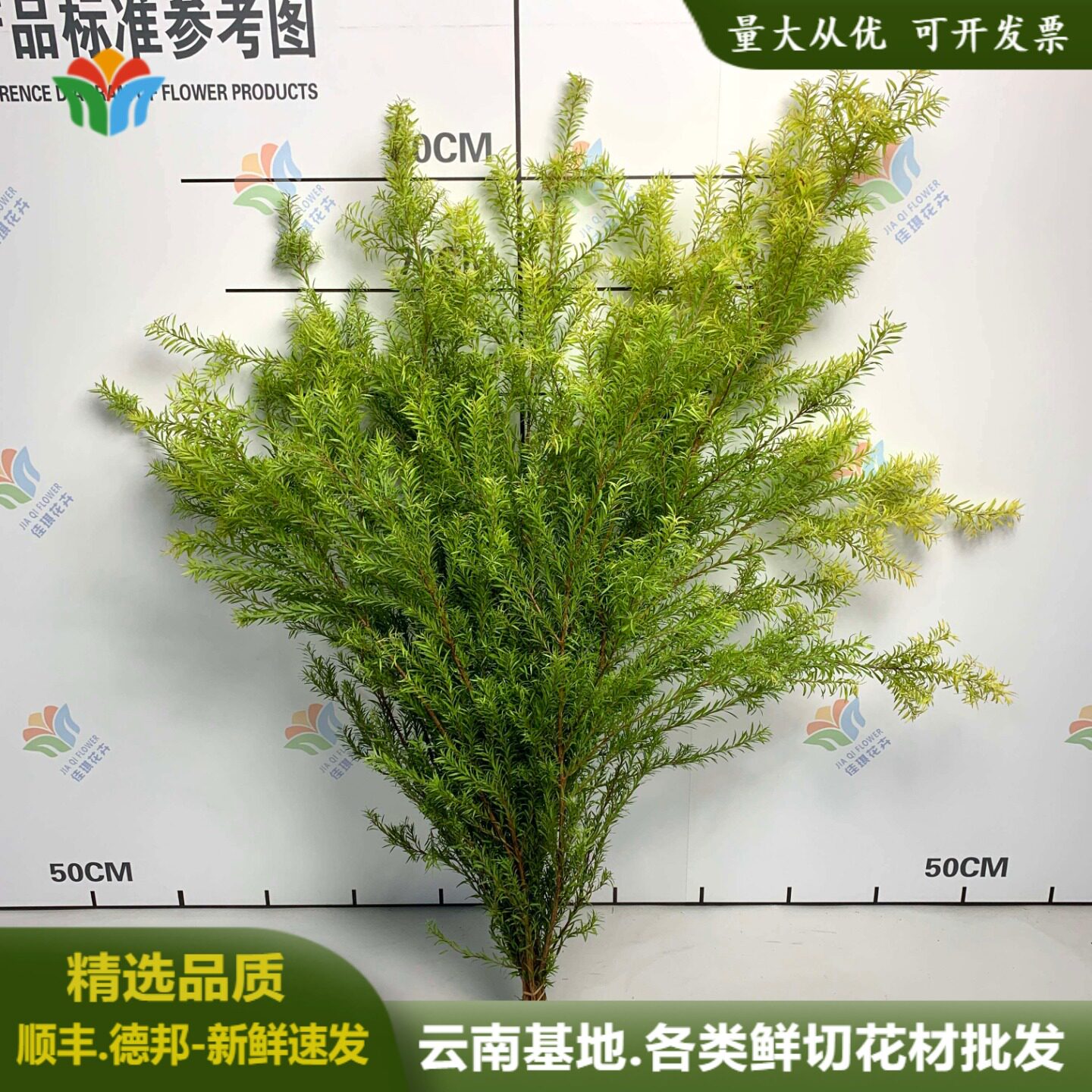 云南千层金鲜花直批香松黄金香柳水养鲜切枝条团购花材婚庆婚礼花