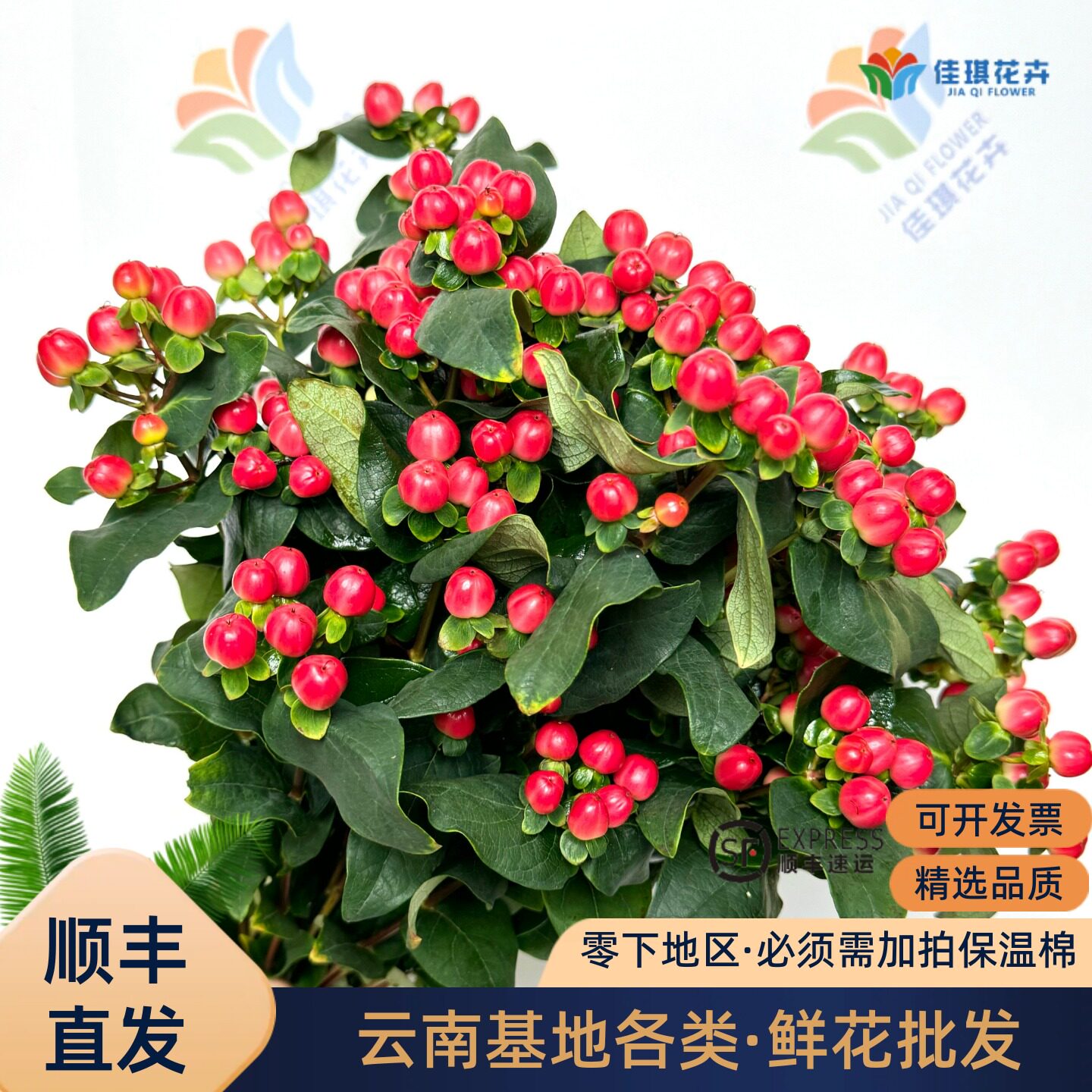 火龙珠新鲜鲜花相思豆小红果婚庆花材用花配花室内鲜切花云南直发