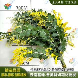 银叶金合欢鲜花黄色系婚庆活动布置鲜切花圣诞花云南直发小众花材
