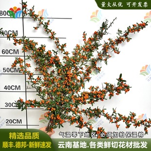 火棘果鲜切花火把果水养室内家庭办公室插花年宵花云南鲜花小冬青