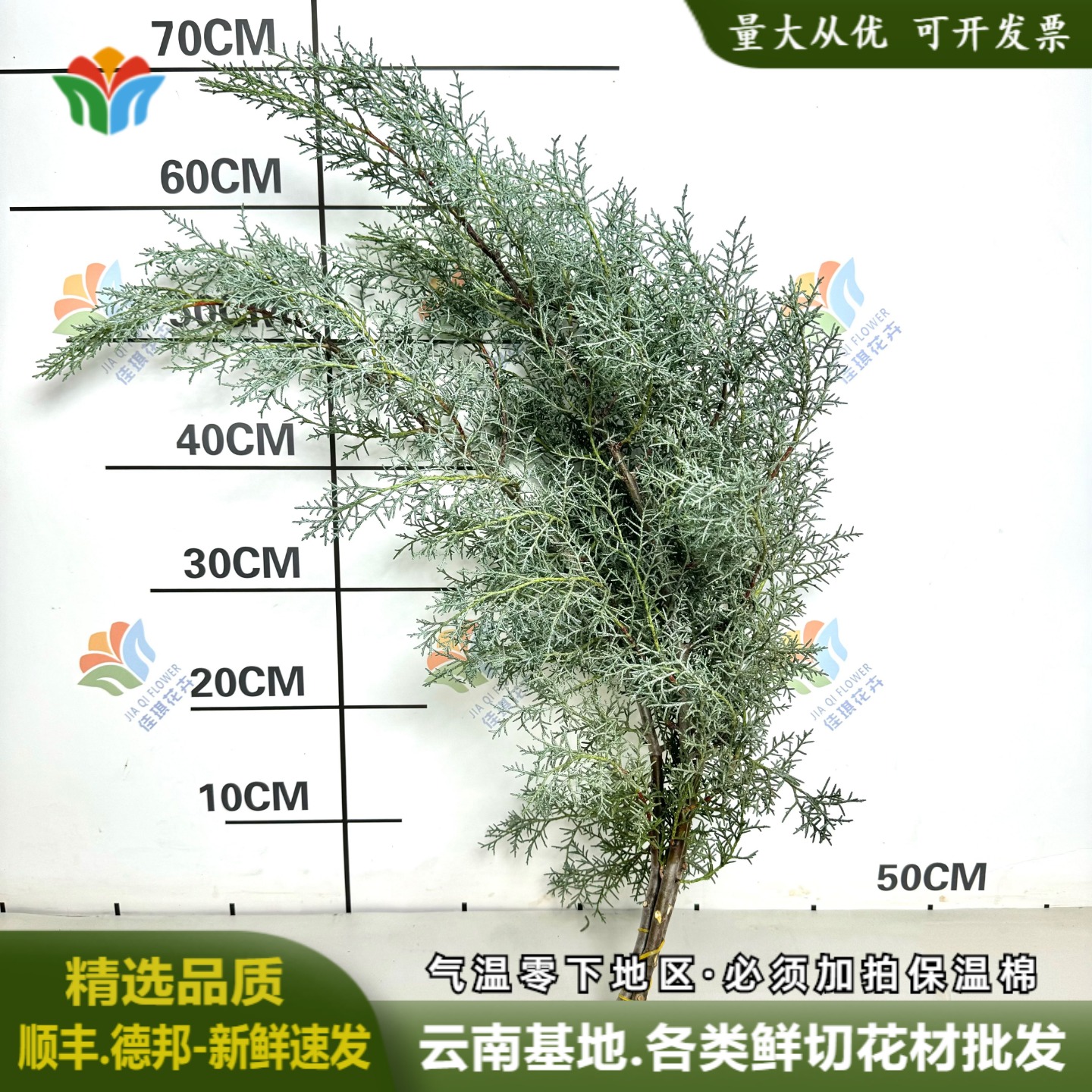 文竹鲜切枝条中式花材